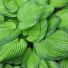 Hosta Guacamole #1 - Image 2
